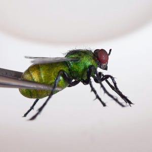 May include: A realistic model of a housefly featuring a metallic green iridescent body, dark black legs with fine hair-like textures, and prominent reddish-brown compound eyes. The insect model is held by a pair of silver metal tweezers.