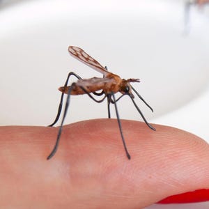 Realistic mosquito insect, miniature entomology gift, lifelike figurine wasp sculptures, props for movies plant decorations, bug lover gift