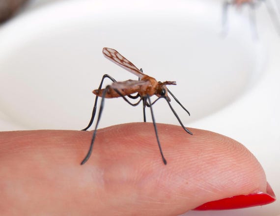 Realistic mosquito insect, miniature entomology gift, lifelike figurine wasp sculptures, props for movies plant decorations, bug lover gift