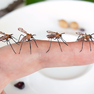 K&ouml;nnte beinhalten: Vier braune und schwarze M&uuml;cken sitzen auf einem Finger. Die M&uuml;cken haben lange Beine und Fl&uuml;gel.