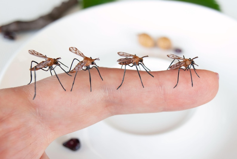 K&ouml;nnte beinhalten: Vier braune und schwarze M&uuml;cken sitzen auf einem Finger. Die M&uuml;cken haben lange Beine und Fl&uuml;gel.