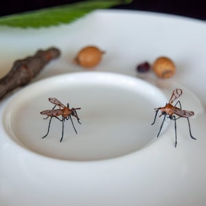 K&ouml;nnte beinhalten: Zwei braune und schwarze Insekten mit langen Beinen und Fl&uuml;geln befinden sich auf einem wei&szlig;en Teller. Der Teller hat einen kleineren wei&szlig;en Teller im Inneren.