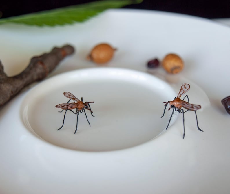 K&ouml;nnte beinhalten: Zwei braune und schwarze Insekten mit langen Beinen und Fl&uuml;geln befinden sich auf einem wei&szlig;en Teller. Der Teller hat einen kleineren wei&szlig;en Teller im Inneren.
