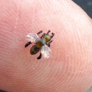 Pode incluir: Uma imagem em close-up de uma abelha minúscula com asas translúcidas, pousada na ponta de um dedo. O corpo da abelha é uma mistura de marrom e amarelo, com pernas e antenas pretas. As asas estão ligeiramente abertas.