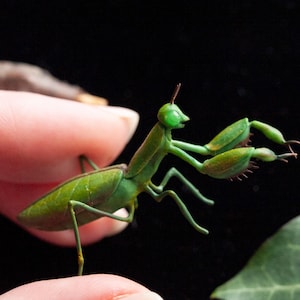 Praying mantis, bug sculpture, realistic insect, props for movies, witchy plant décor, entomology lifelike miniature collection figurines