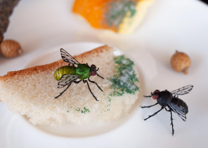 May include: A metallic green fly with translucent veined wings and red eyes perched on a slice of white bread with green speckles. A second black fly with similar wings and red eyes sits nearby, accompanied by small brown acorn caps on a white surface.