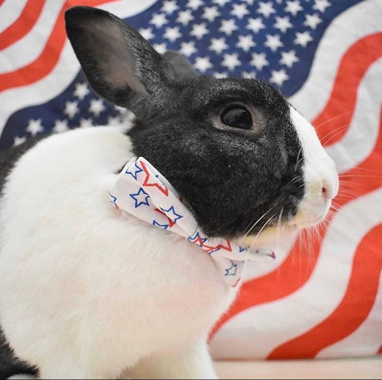 Rabbit Bow Tie
 Rabbit Bow Tie Etsy