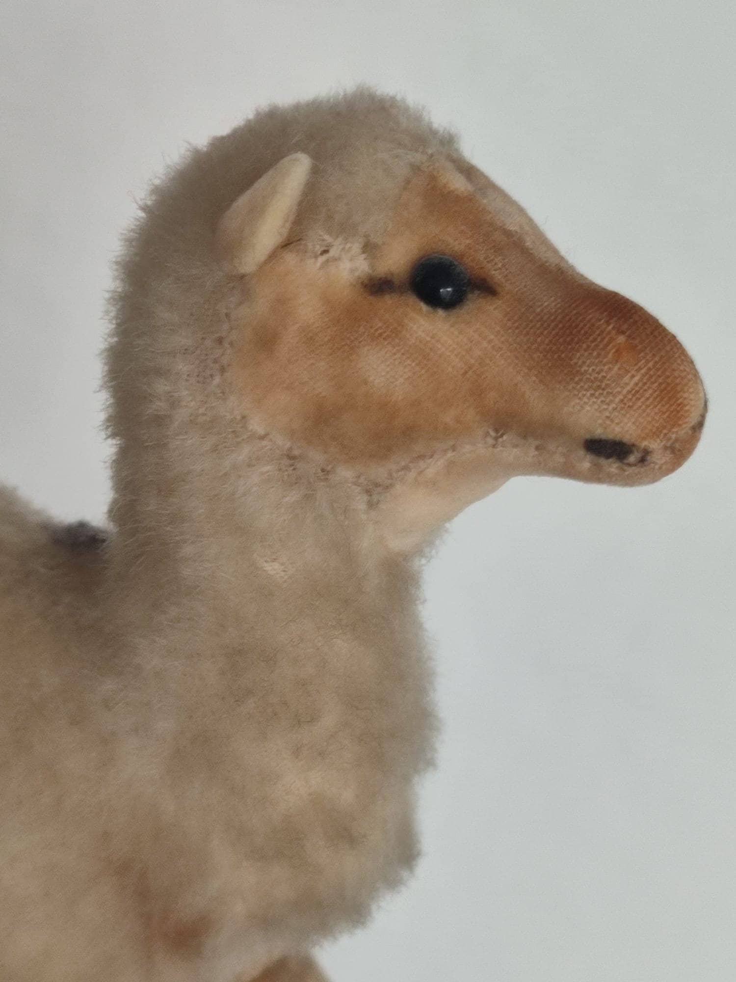 シュタイフ★Dromedary 24cm★ヒトコブラクダ/駱駝/Camel Steiff - シュタイフ☆Dromedary 24cm☆ヒトコブラクダ/駱駝