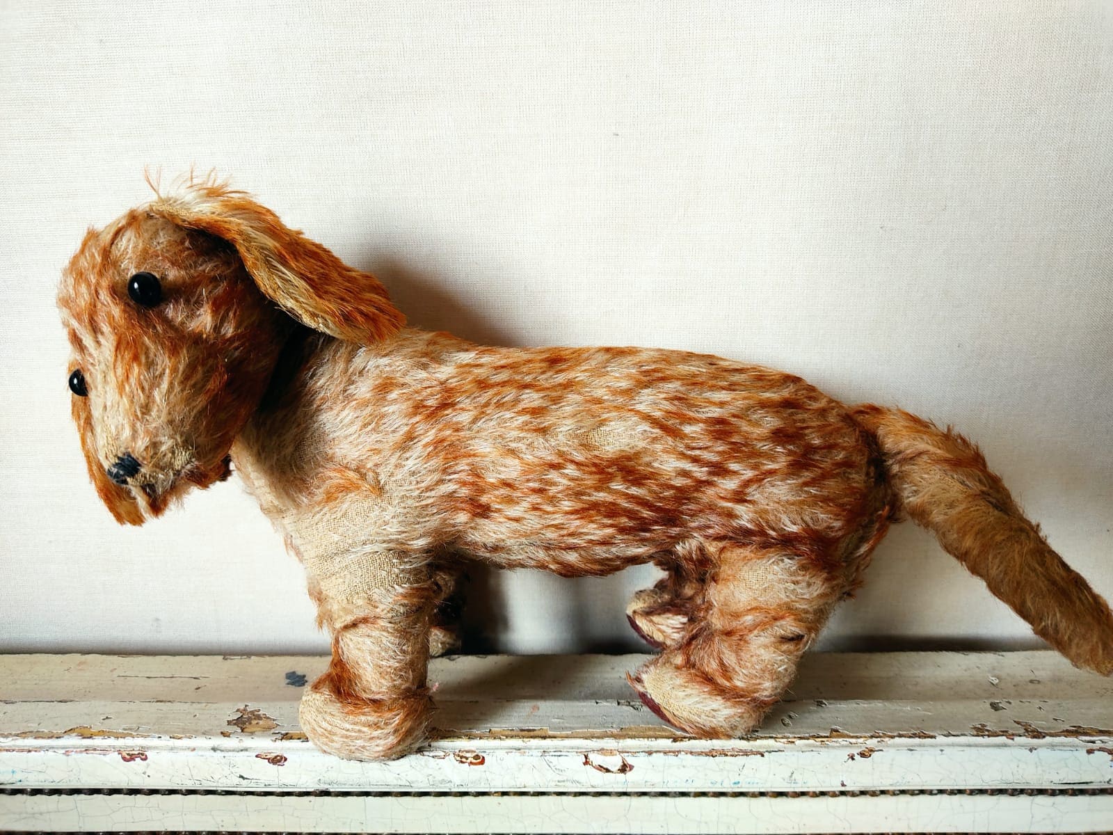 Wire haired dachshund puppies for sale on preloved 2025