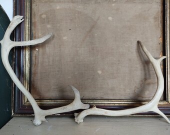 Vintage shedding poles 2 pieces antler poles natural bleached french shabby taxidermy country house farmhouse farmhouse