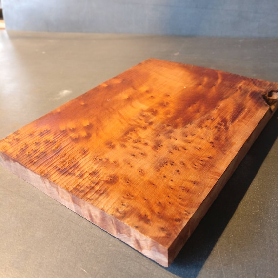 baum zimmerpflanze Bucida Kunstpflanze 200cm  Groe Designer Deko Baum Pflanze  Pflegef
