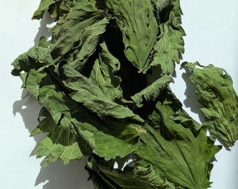 Common nettle, Urtica dioica, Stinging Nettle | Leaves and Full Plant | Dried and Natural