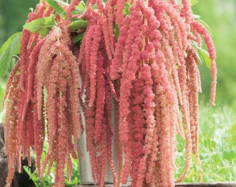 AMARANTH 'CORAL FOUNTAIN ' seeds 50/Pkt