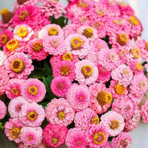 ZINNIA "Lilliput Rose" 30 seeds/pkt