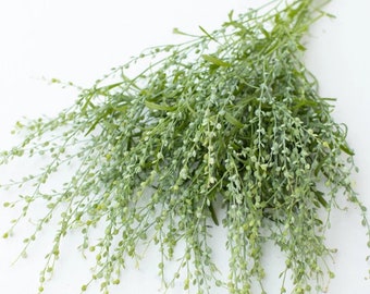 Florist Type ' PERSIAN CRESS' 50 /pkt - Cut Flower/Filler/Florist