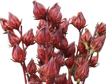 Hibiscus Roselle Phlox