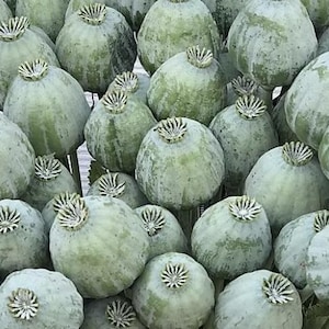 May include: A close-up of a collection of pale green poppy seed pods. The pods are round with a textured surface and a decorative, star-shaped crown. The pods are clustered together, creating a natural, organic display.