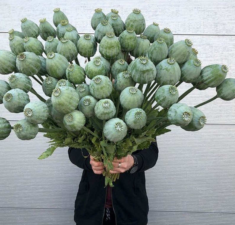 Giant Rattle Poppy ' GIGANTEUM ' 30 Seeds/pkt Etsy