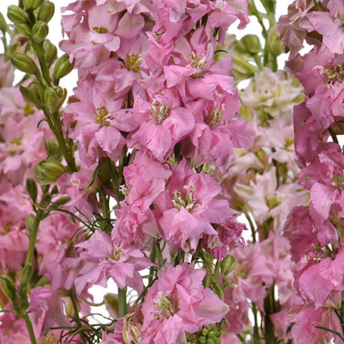 Larkspur QIS Light Pink Etsy
