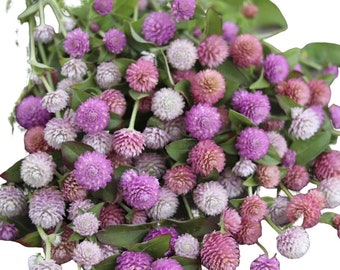 Gomphrena Pastel Mix 35 seeds