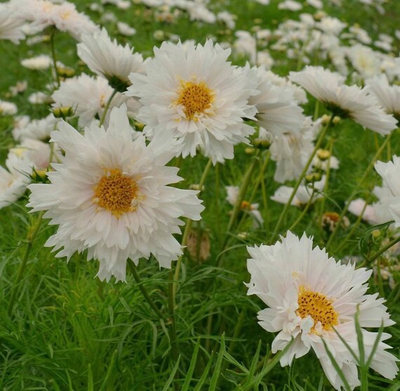 6 x Cosmos Flower Snow Puff Plug Plants-Height 10-15 cm 6 x Cosmos Flower Snow Puff Plug Plants-Height 10-15 cm