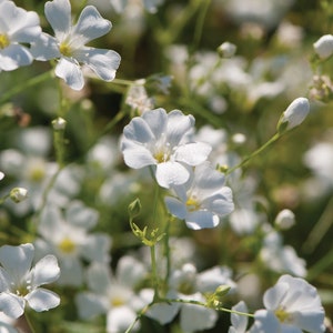 Gypsophila Baby's  Breath "Covent Garden " 30  seeds