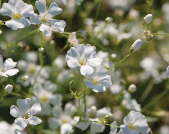 Gypsophila Baby's  Breath "Covent Garden " 30  seeds