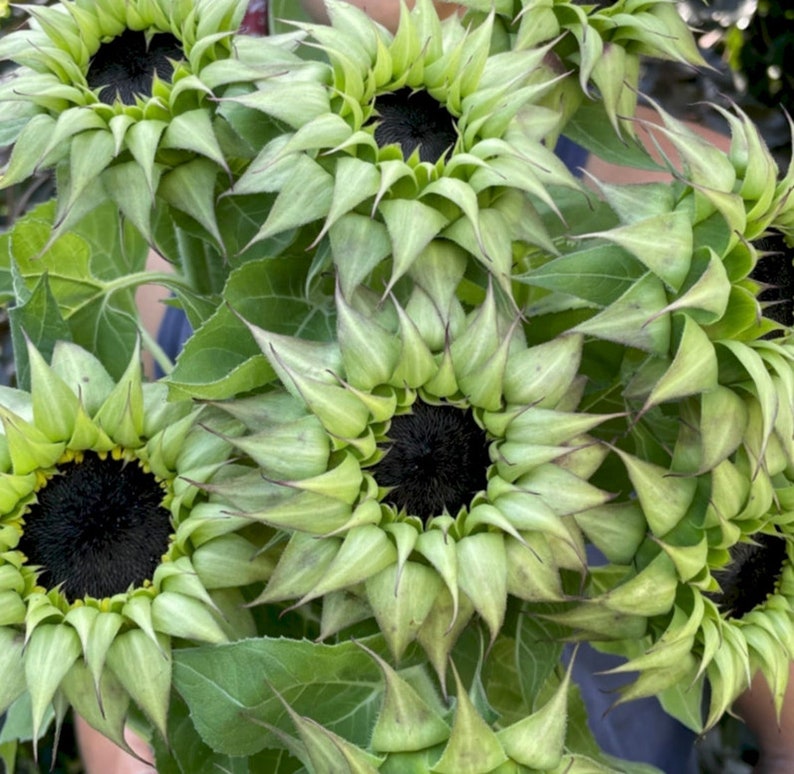 Sunflower 'sunfill Purple' 20 Seeds/pkt Etsy