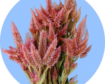 Celosia 'TERRA COTTA' 30/PKT