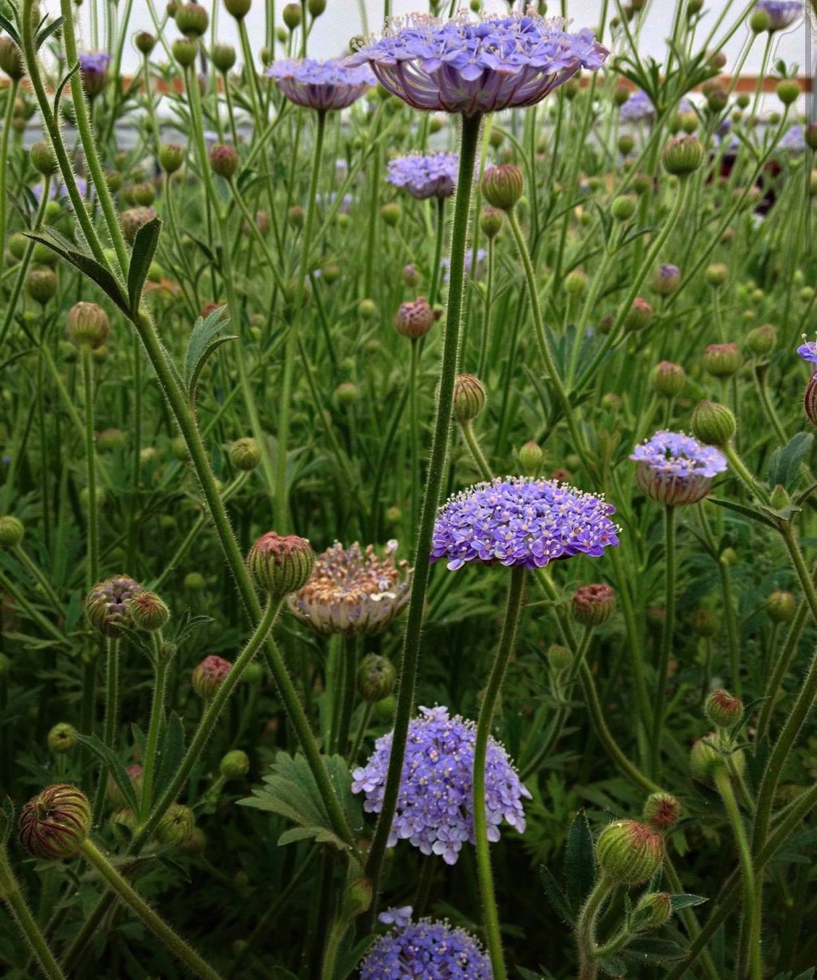 DIDISCUS 'Blue Lace Flower 25 seeds Etsy