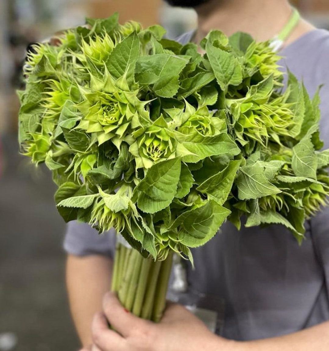 Sunflower 'sunfill Green' 20 Seeds/pkt Etsy