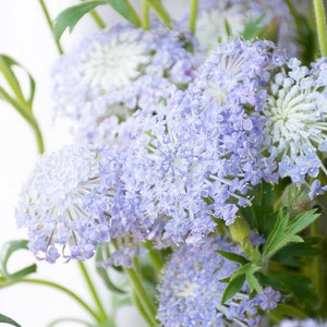 Lacey Lavender Blue Didiscus