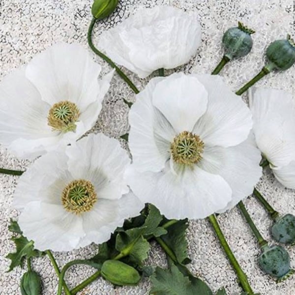 Sissinghurst White Poppy 30 seeds