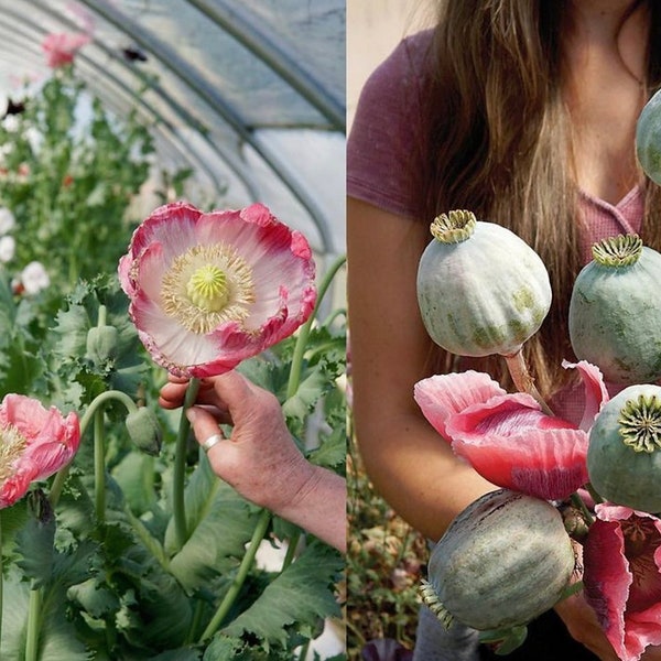 Giant Rattle Poppy Bowling Ball