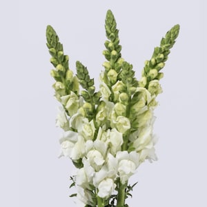 Snapdragon Potomac White untreated