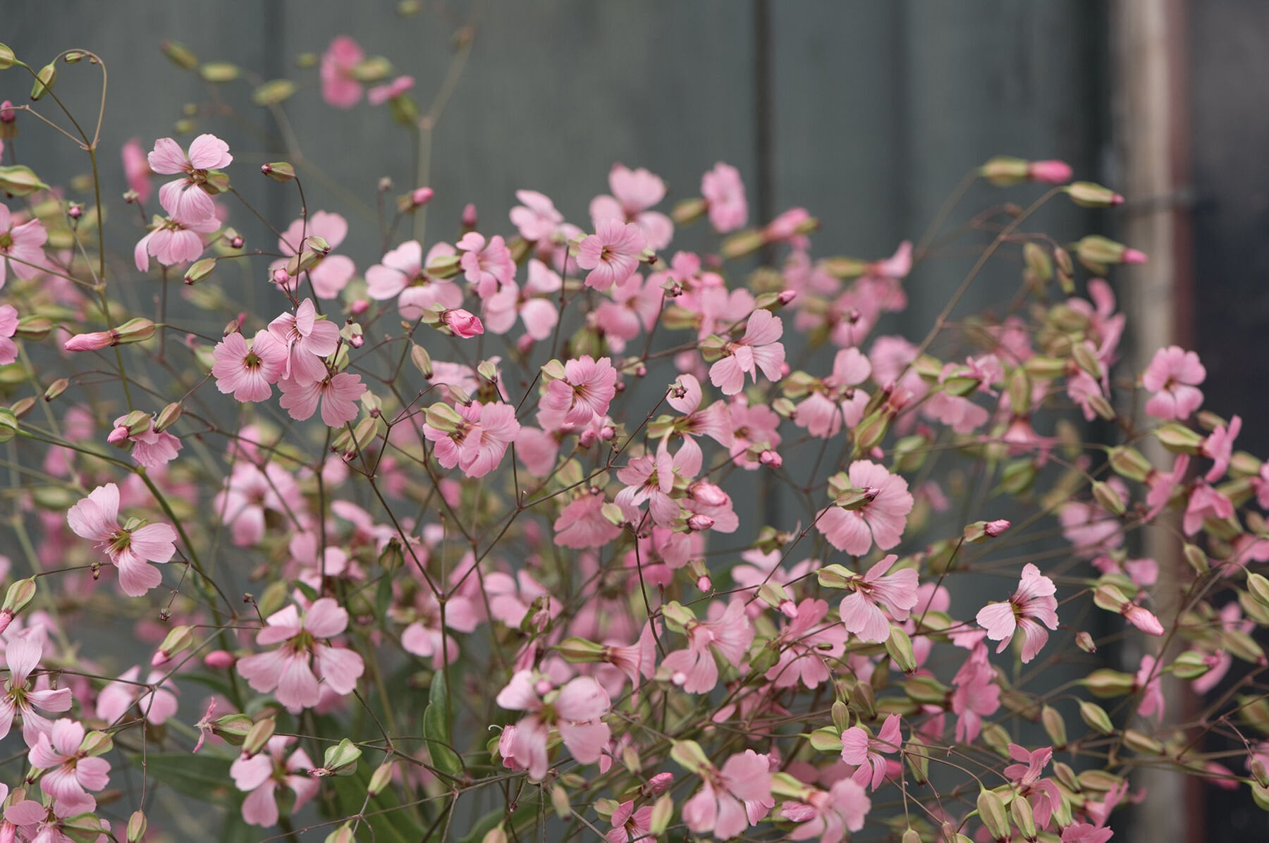 Pink Beauty Saponaria Seed