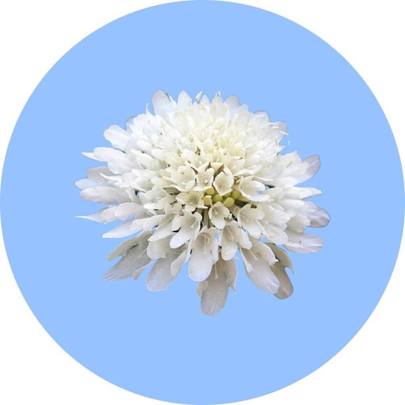 Scabiosa Pincushion 'SNOW MAIDEN' WEDDING Flower 50 Etsy