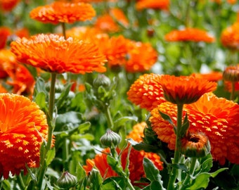 Calendula "Orange King" 25/pkt