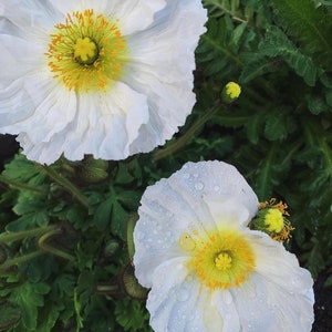 Poppy 'CHAMPAGNE BUBBLES-WHITE -  30/pkt