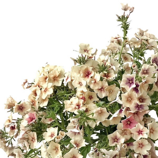 Phlox "CHERRY CARAMEL" 30seeds/pkt