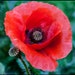see more listings in the POPPY section
