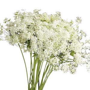 Ammi Queen Anne&#39;s lace &#39;Queen of Africa&#39; 30 seeds
