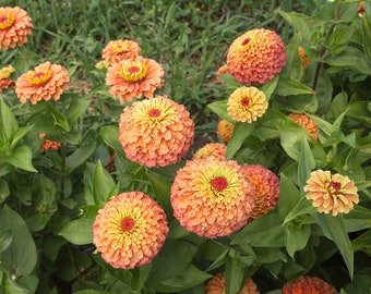 Queen Lime Orange Zinnia Seed