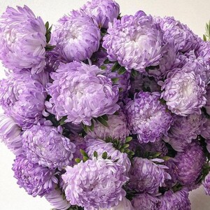 China Aster &#39;Tower Silver &#39; 30 seeds