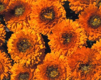 Calendula "Greenheart Orange"