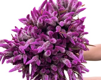 Celosia Ruby Parfait 30 seeds