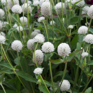 Gomphrena Globosa QIS WHITE 30/Pkt