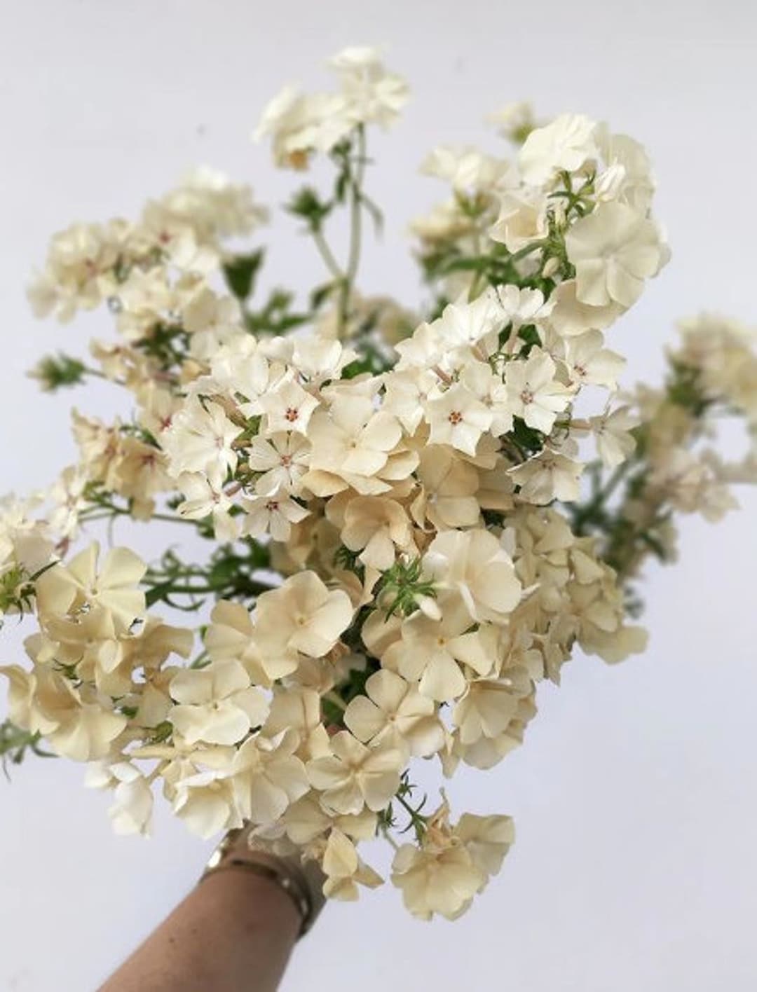 Phlox Drummondii Grandiflora ' ISABELLINA ' Yellow 50seeds/pkt Etsy