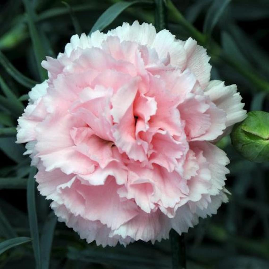 CARNATION 'LA FRANCE ' Heirloom 50/pkt Etsy
