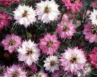 Love-In-A-Mist Nigella Seed 30 seeds